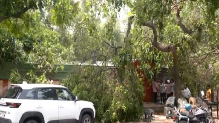 Two Men, One Street Dog Die Of Electrocution After Tree Falls In Delhi’s RK Puram Amid Heavy Rain