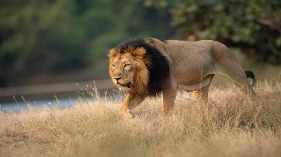 Lion Numbers Surge In Gujarat – But Is India Running Out Of Space For The Big Cat? | India News