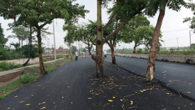 Bihar Gets Rs 100 Crore Road, But Drivers Zig-Zag Through Trees Left In Middle; Pic Goes Viral