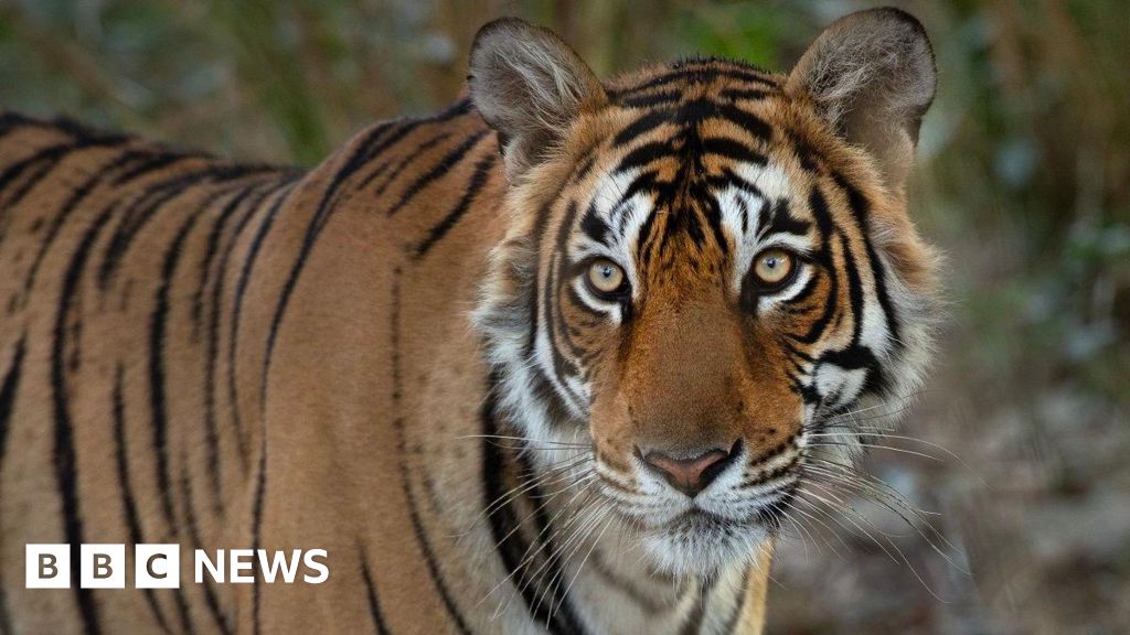 Remembering India’s iconic crocodile tigers