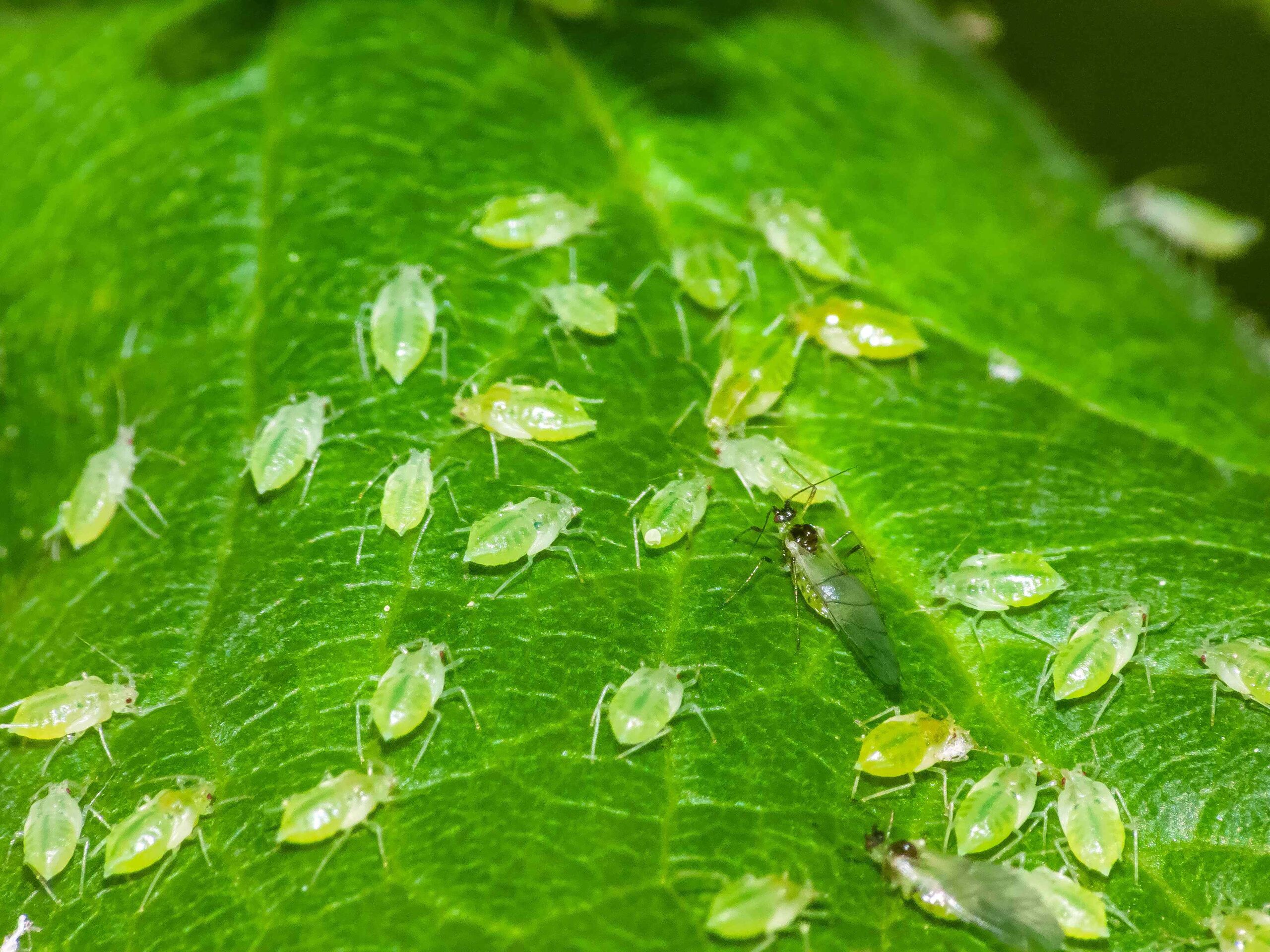 8 Plants That Will Keep Aphids Away All Summer Long, Garden Pros Say