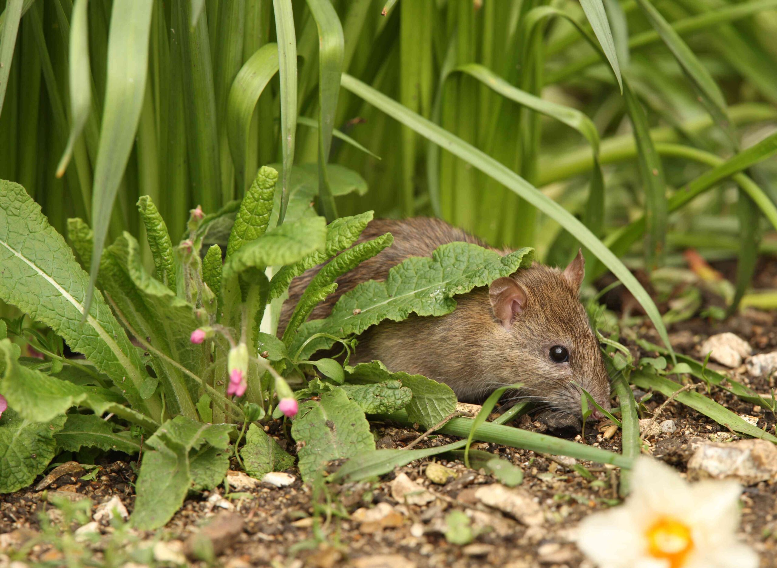 Holes in Your Yard? How to Tell If Rats Are the Culprit (and What to Do to Stop Them)