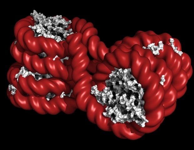 Investigating the role of ultra-processed foods in the inheritance of autism and ADHD