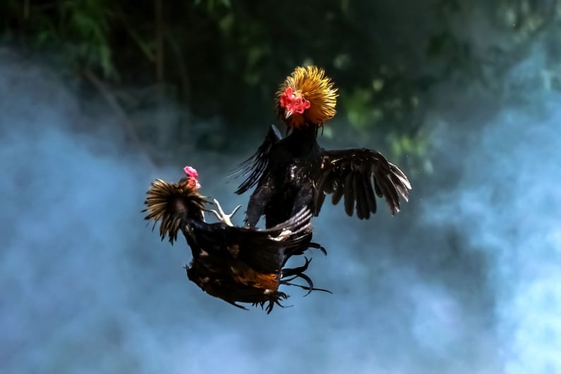Bodies of 34 Murdered Cockfighting Match-Fixers Found
