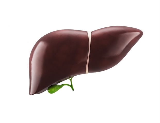 New intercellular network found to drive liver fibrosis progression