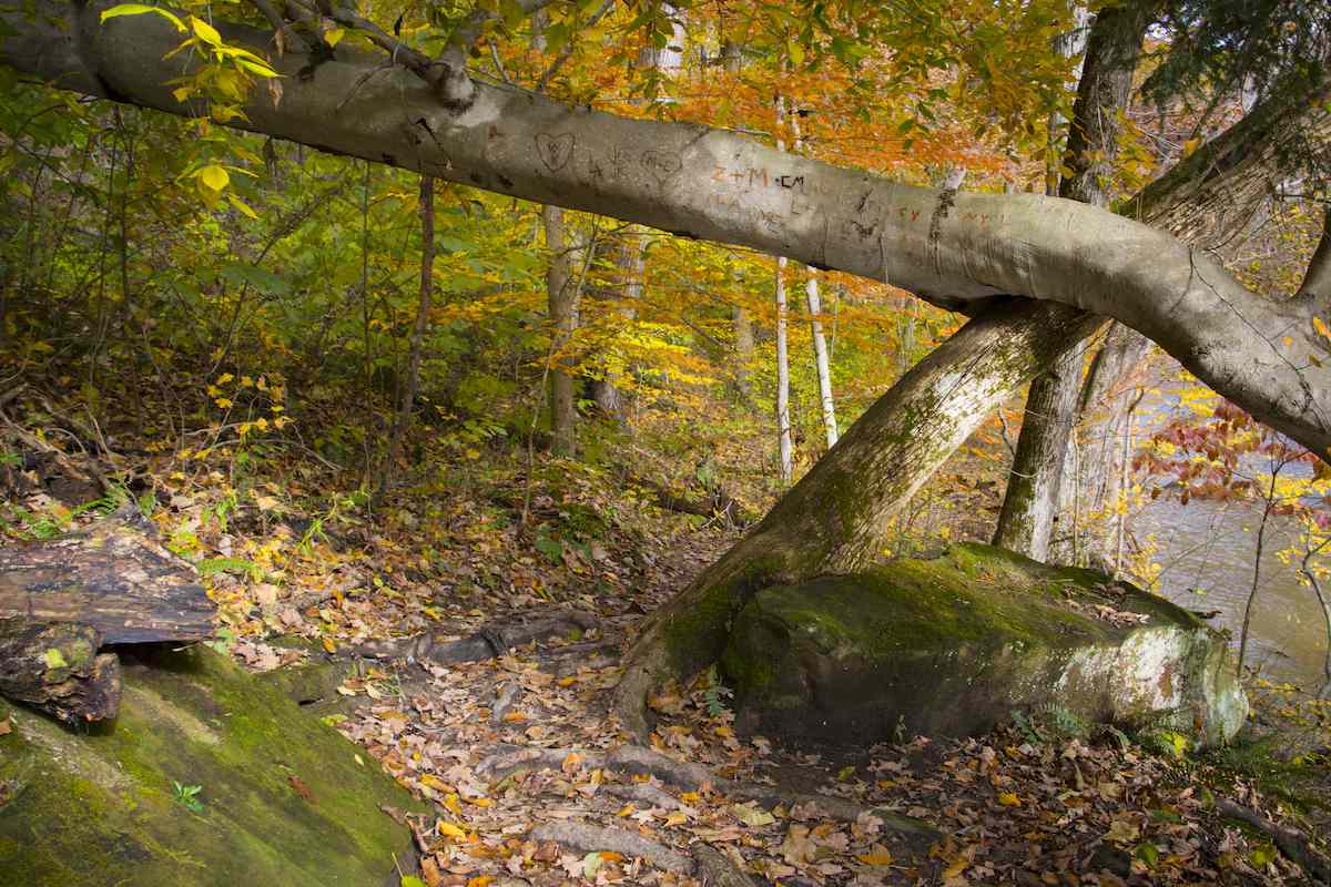 Mohican State Park: The Complete Guide