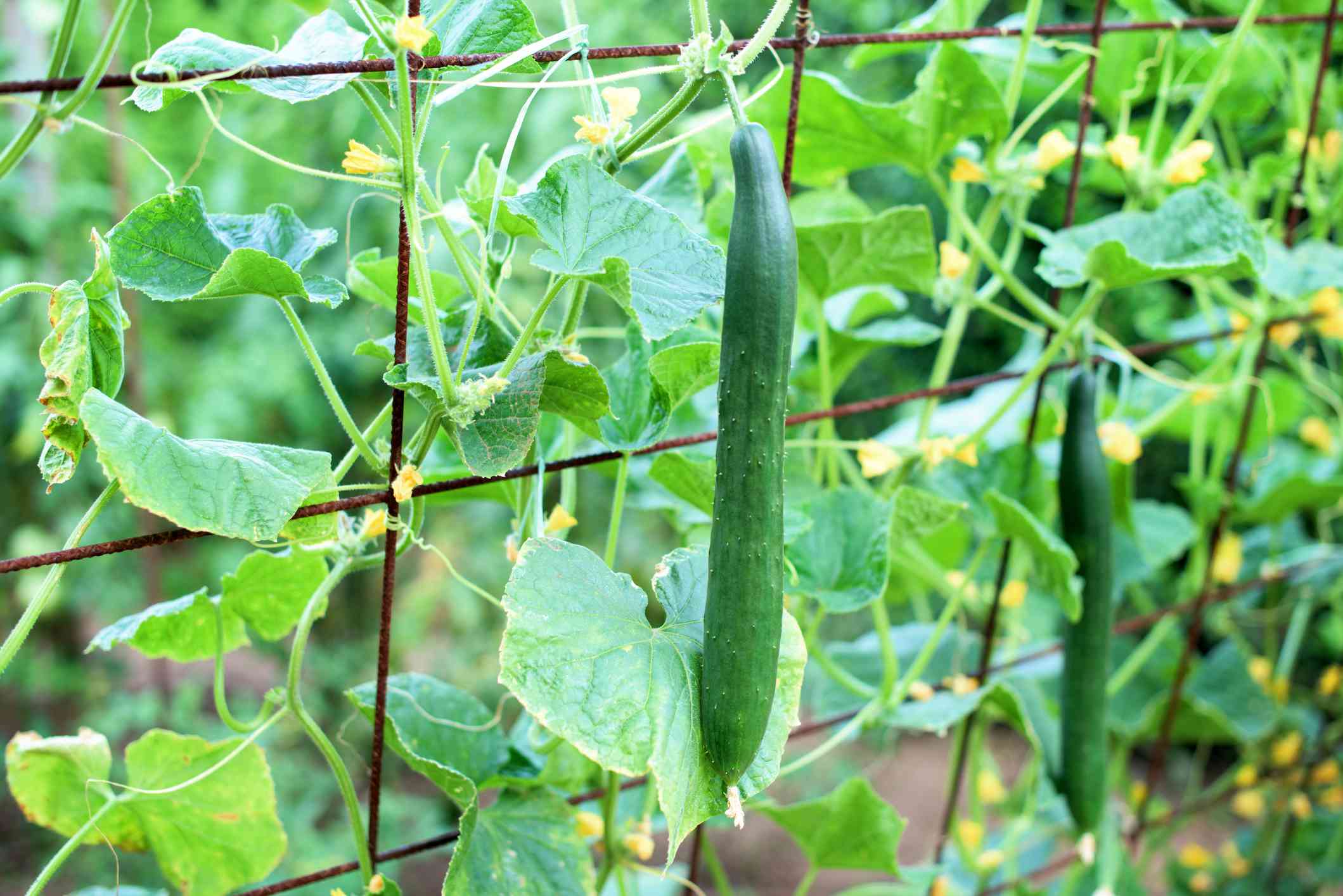 Should You Prune Cucumber Plants? 3 Tips For Success