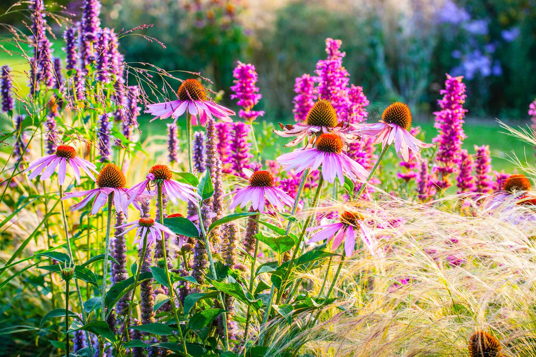 14 Plant Pairings Gardeners Swear By for a Healthier, Happier Garden
