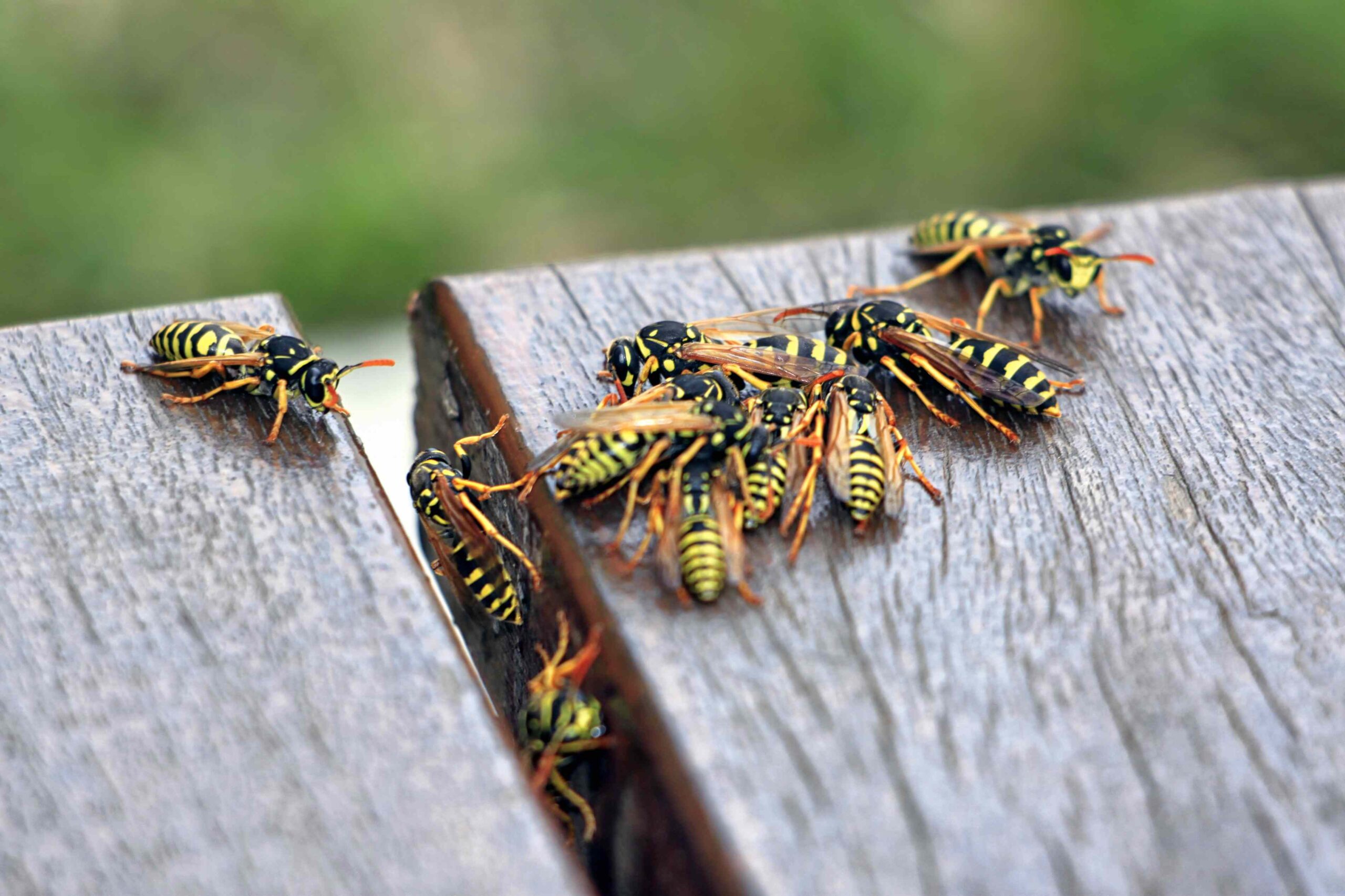 8 Unexpected Things That Might Be Attracting Wasps to Your Yard