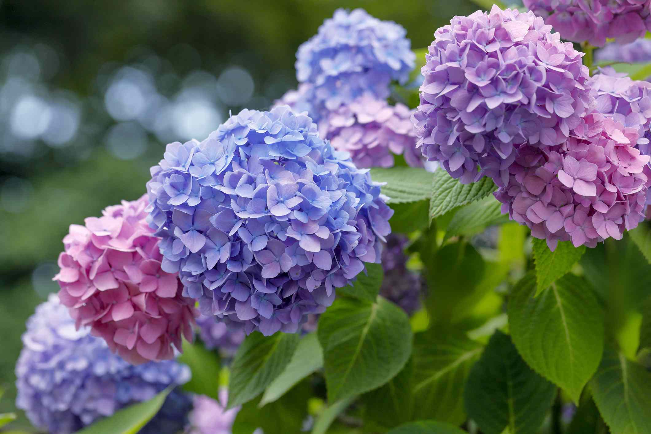 What to Do When Your Hydrangeas Wilt in the Heat, According to Gardeners