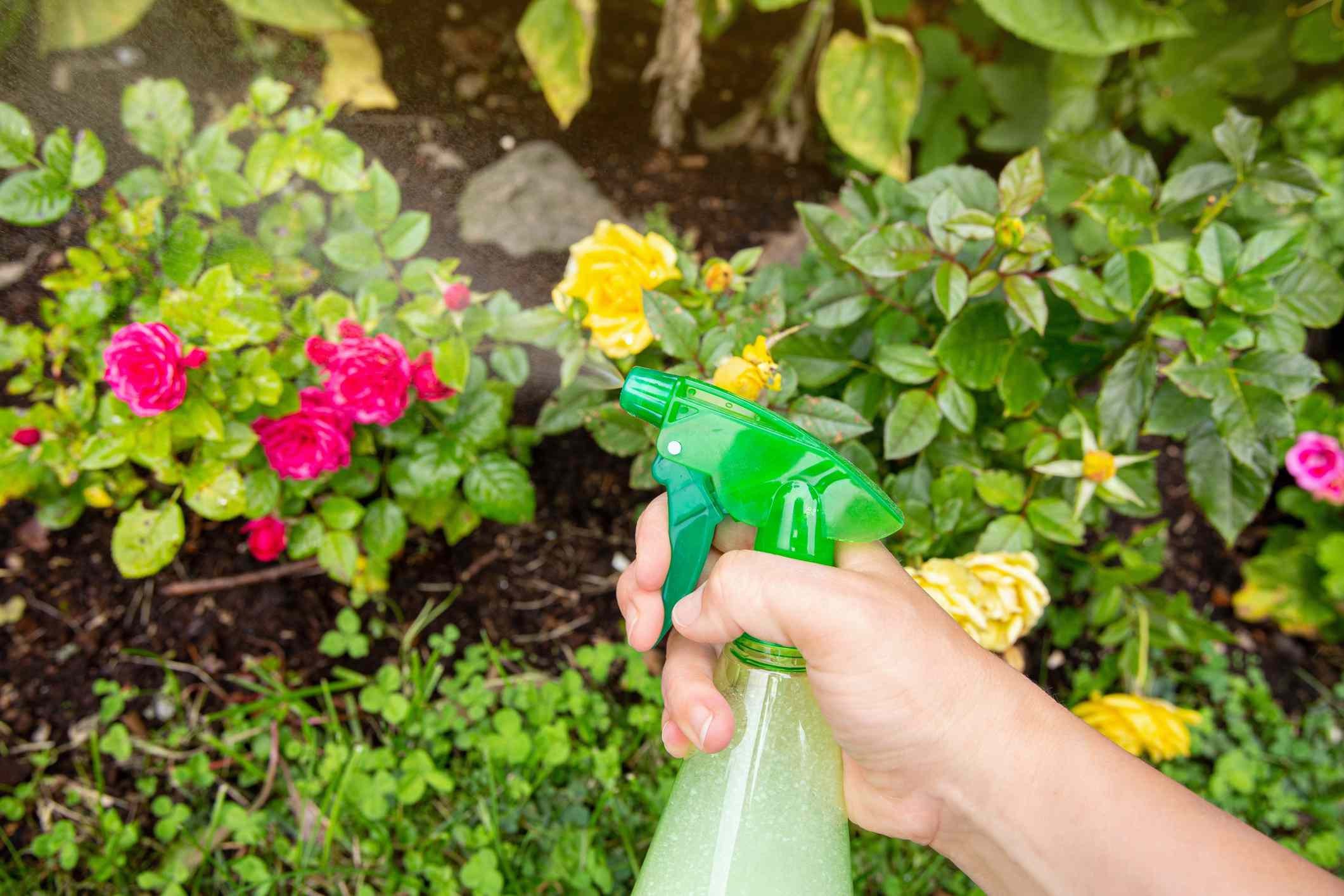 Should You Use Vinegar to Kill Weeds? Here’s What Gardeners Need You to Know