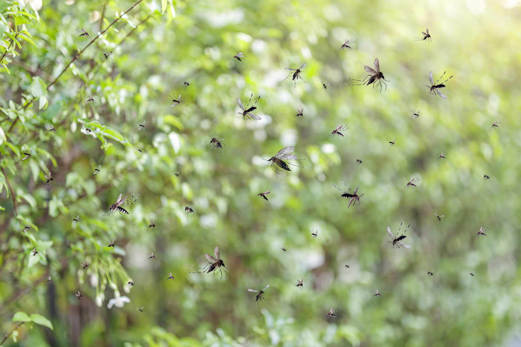 How to Control Gnats Outside Your Home and Yard Before It Becomes a Problem