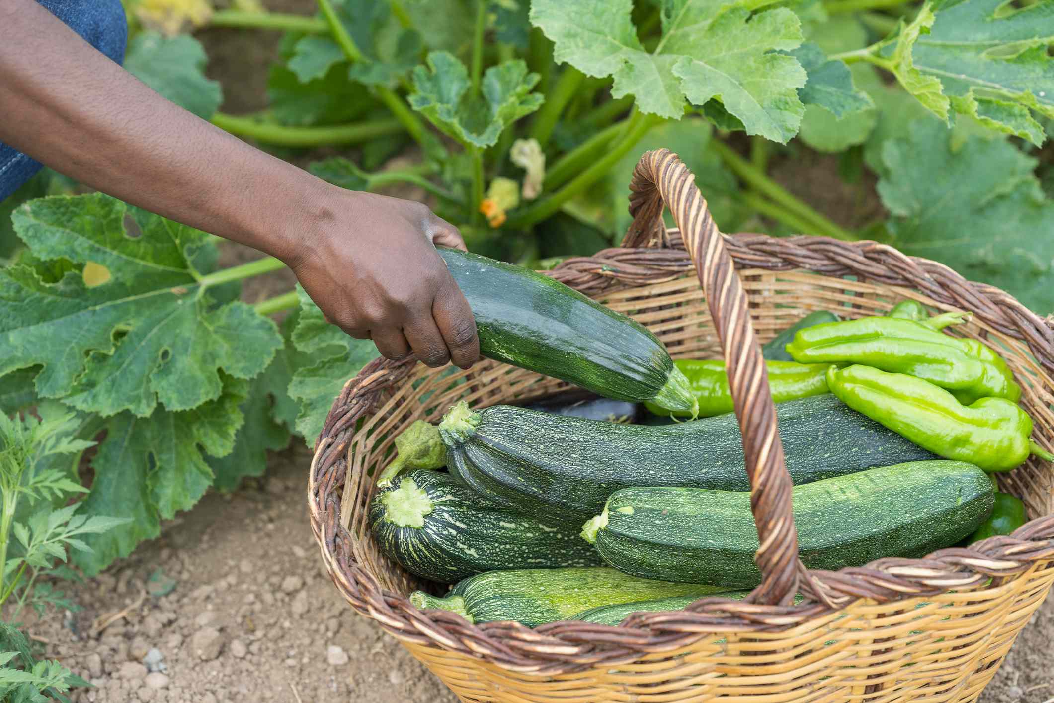 How and When to Harvest Zucchini for the Healthiest Plants and Even Better Flavor