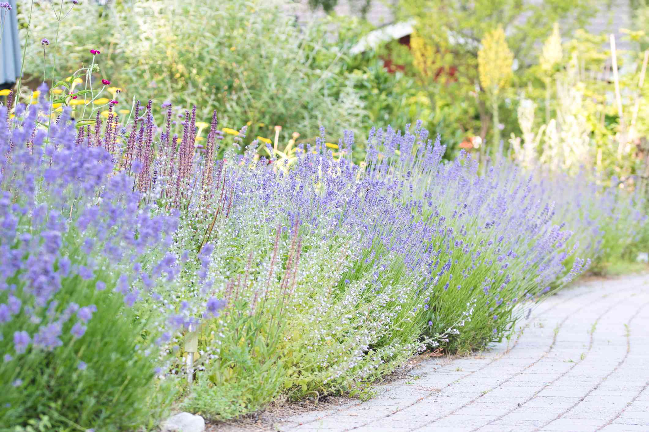 The One Plant That Will Keep Mosquitoes Out of Your Yard All Summer Long