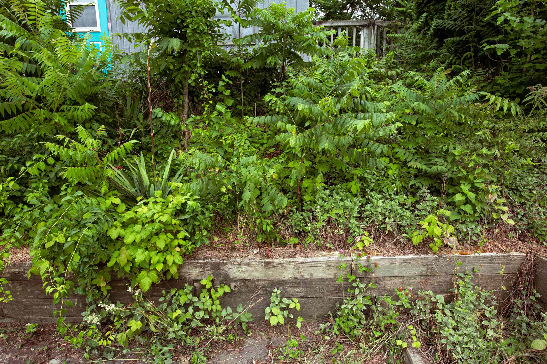 A Gardener Says to Never Grow Invasive Plants—Here’s Why