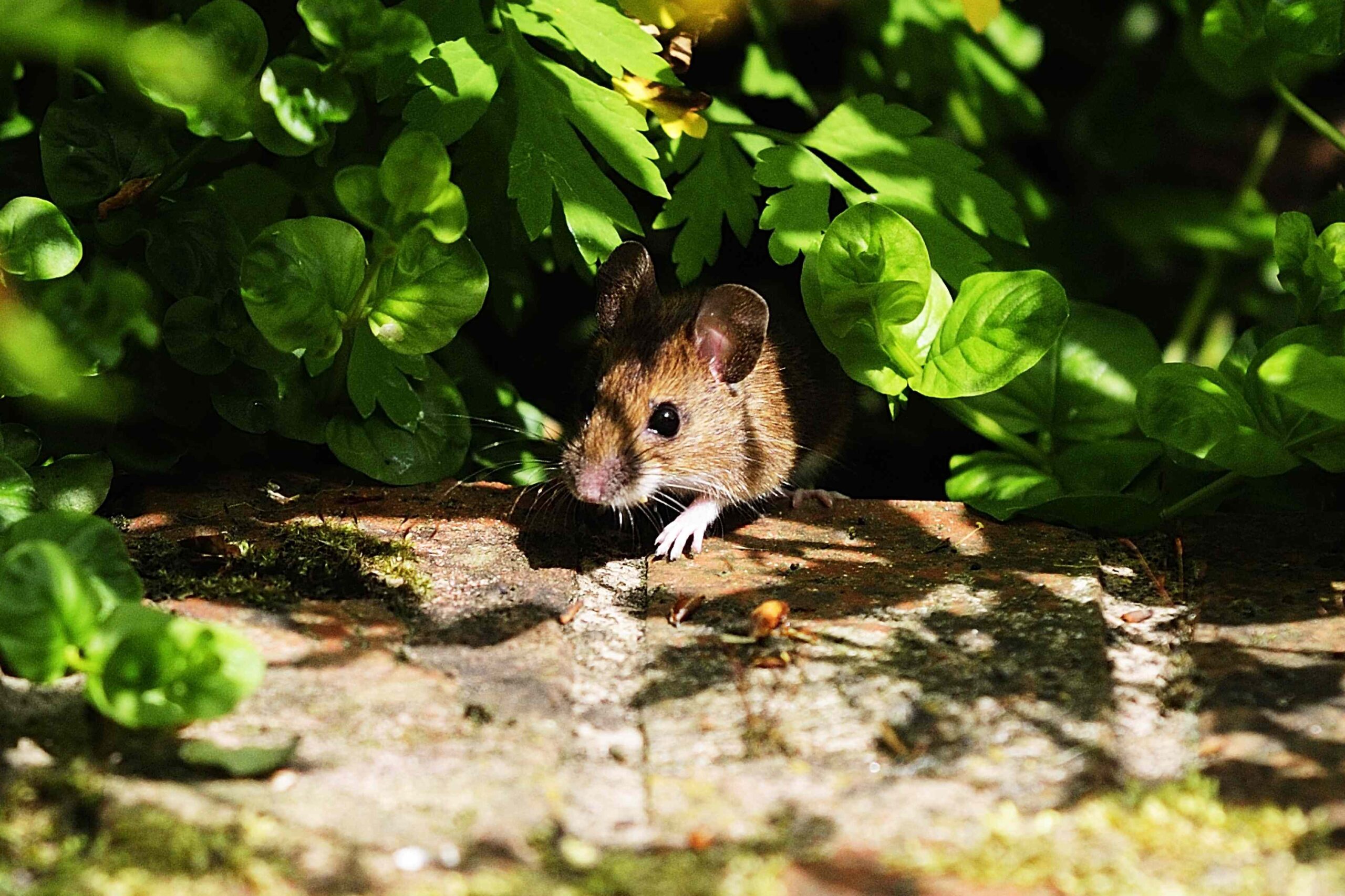 How to Get Rid of Field Mice and Keep Them From Coming Back