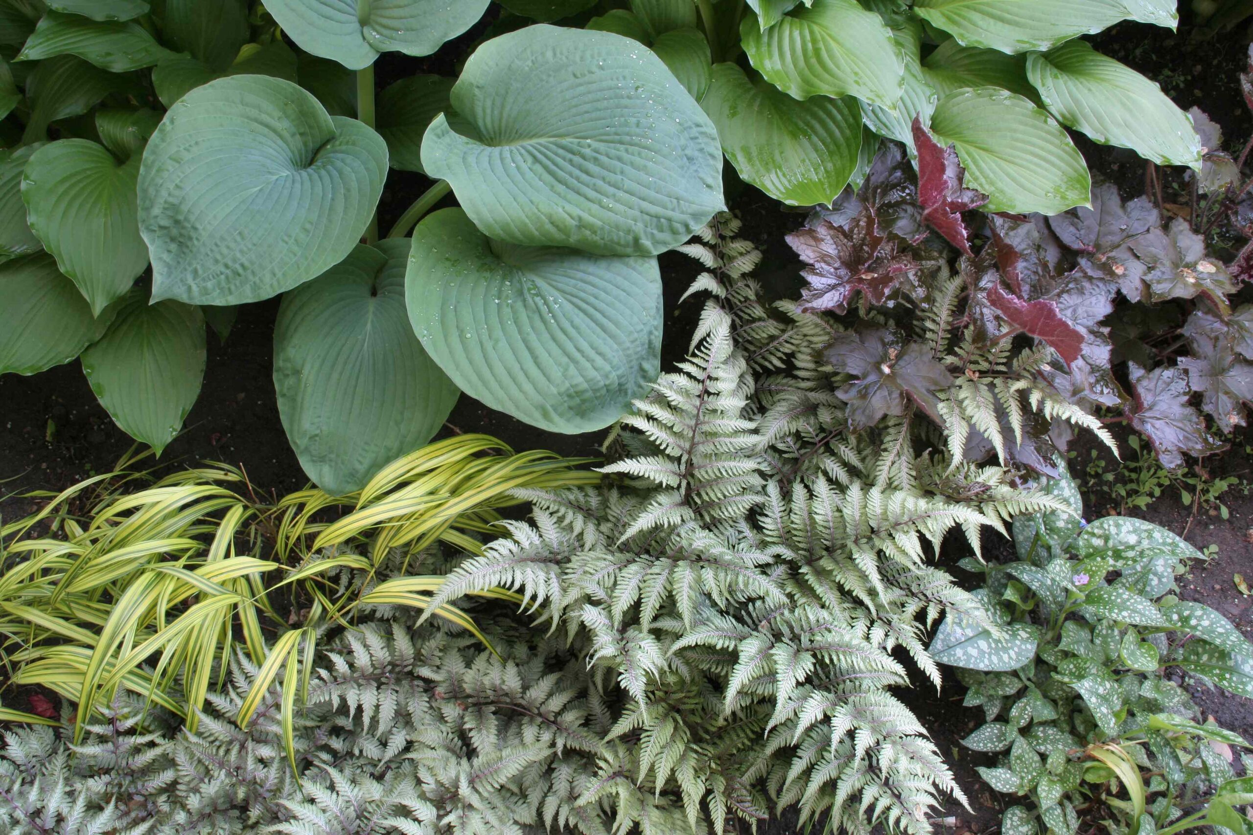 14 Outdoor Plants That Require Zero Sunlight to Thrive