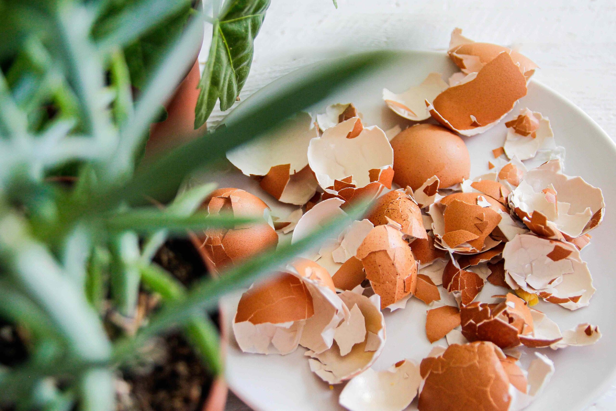 Are Eggshells Good for Your Garden? A Gardener Shares How to Use Them Right