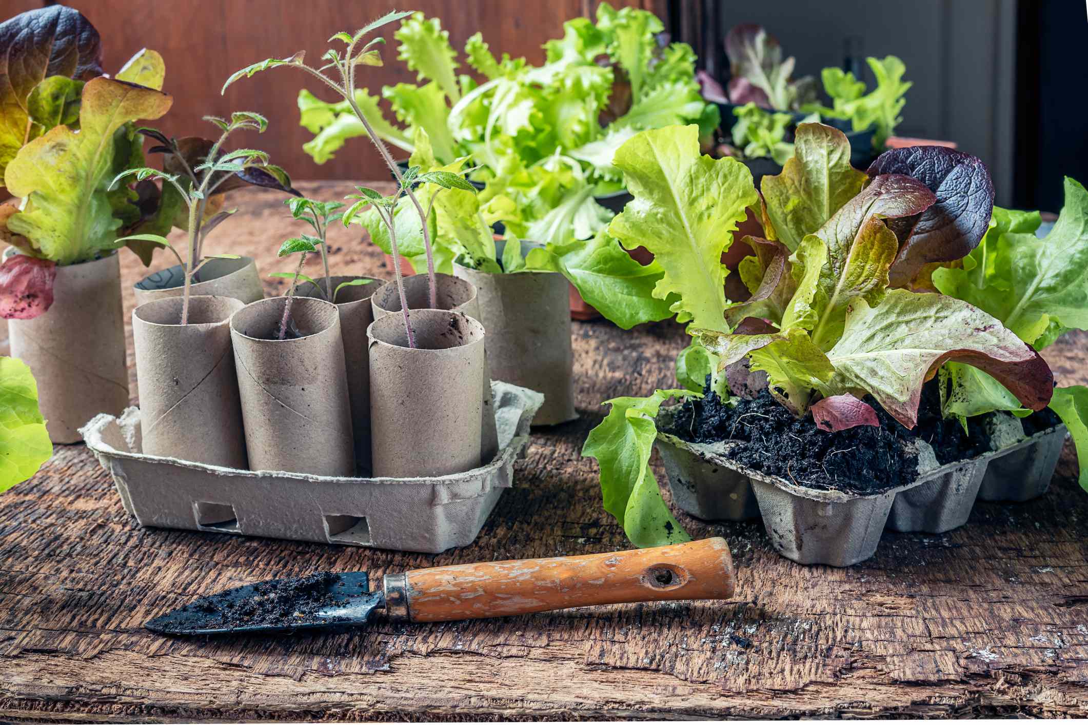 5 Ways to Use Cardboard in Your Garden for Better Soil and Fewer Pests