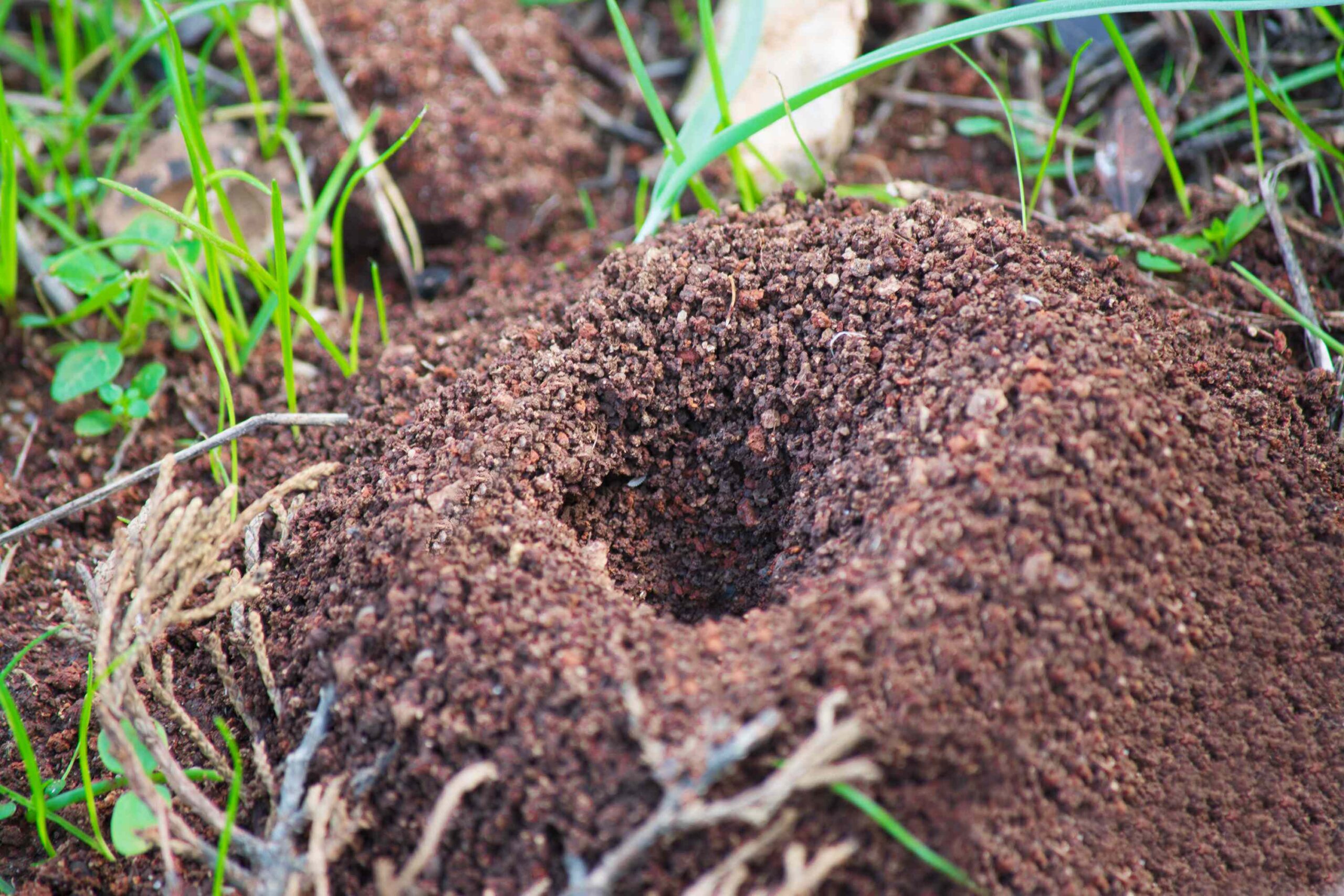 7 Effective Ways to Get Rid of Ant Hills in Your Yard Before They Take Over