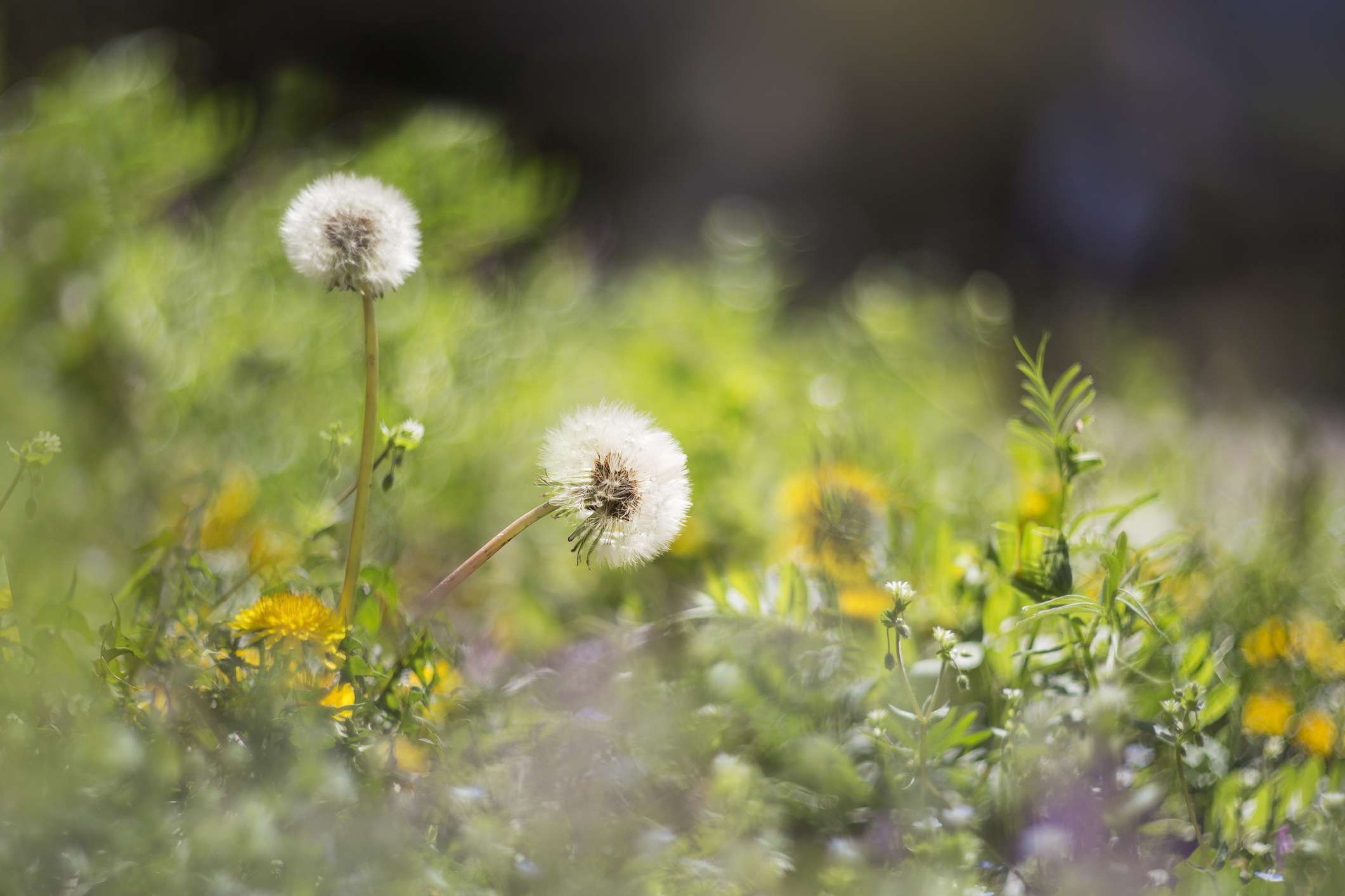 What a Pro Landscaper Really Uses to Kill Weeds (and It’s Nontoxic!)