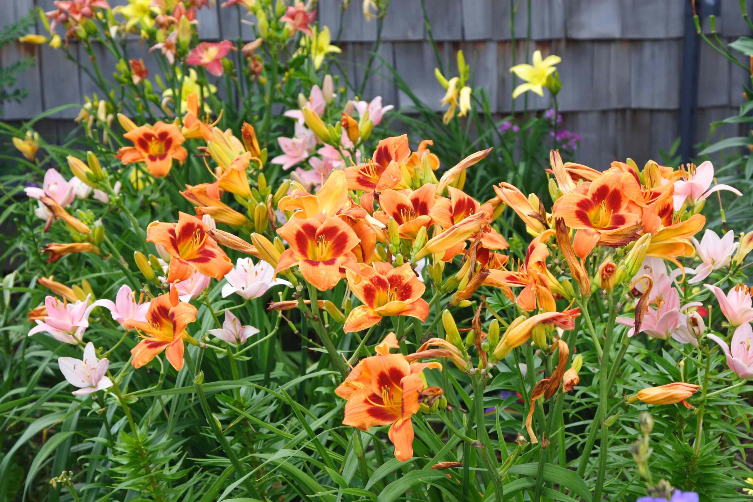 You Can Still Divide Your Daylilies—But Don’t Wait Too Much Longer