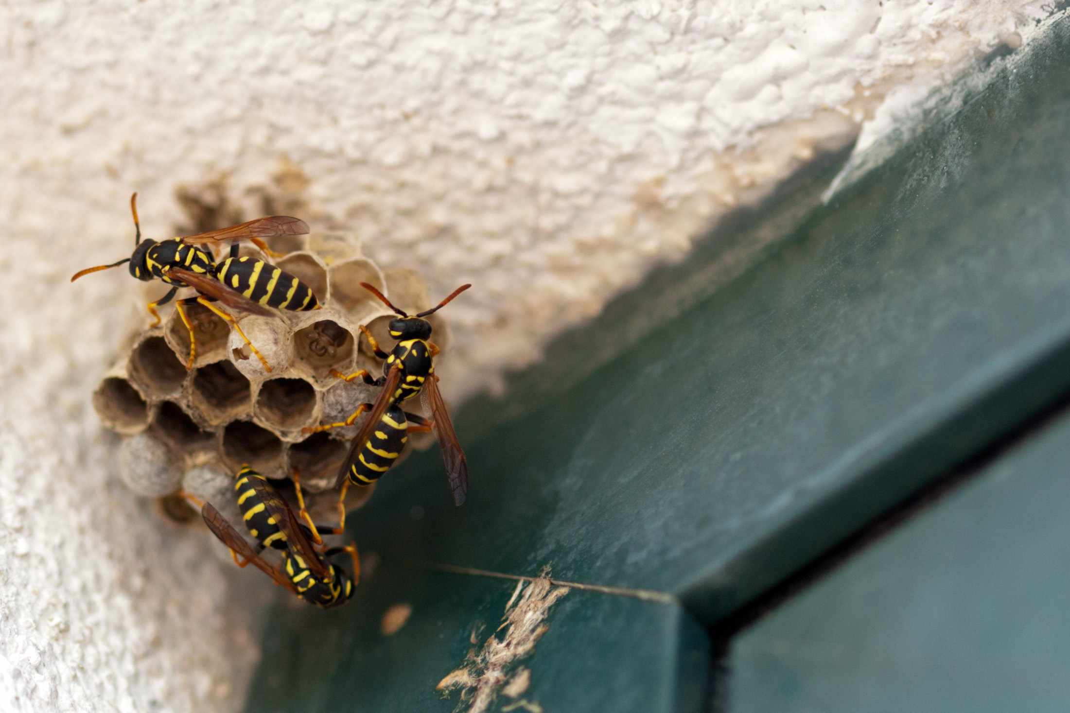 Tired of Wasps? 7 Quick Solutions to Get Rid of Them That Actually Work