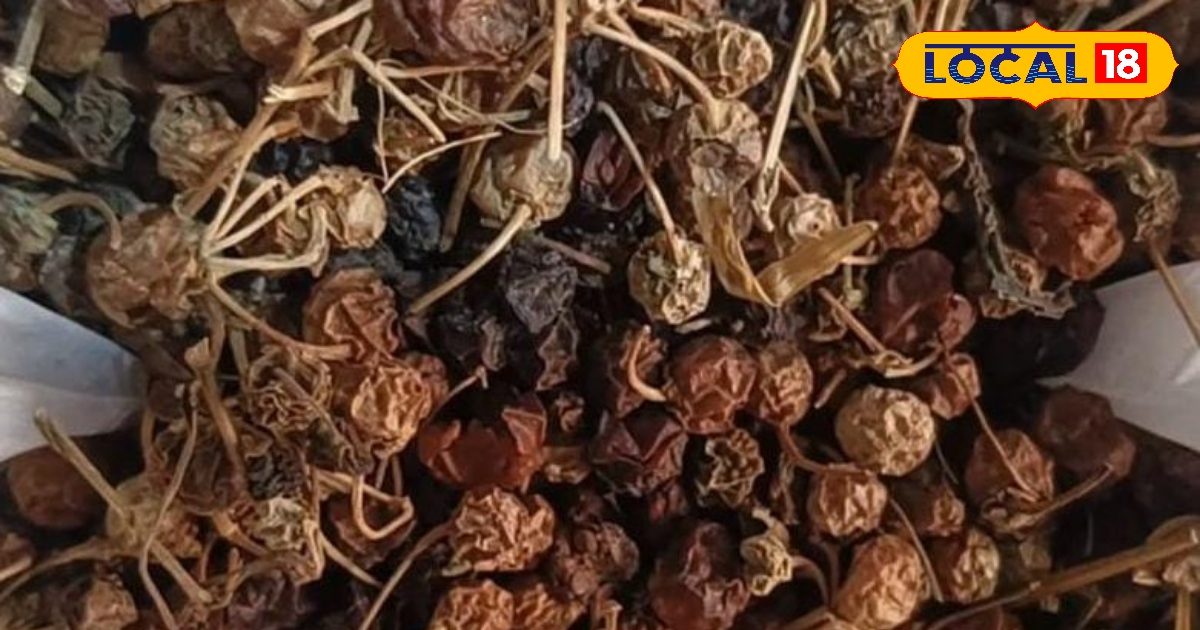 क्या कभी खाई है मेहंदी? जादुई है इसका बीज, इतने रोगों में रामबाण, भूला-बिसरा सब आ जाएगा याद