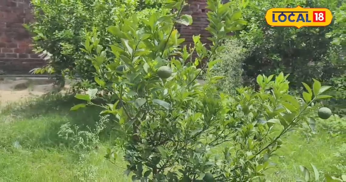 Mosambi Farming: किसान ने शुरू किया मौसंबी की खेती, छप्परफाड़ हो रही कमाई, जानिए तरीका