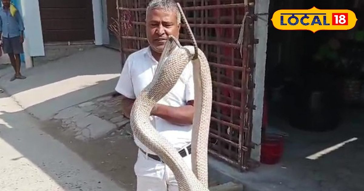 Vaishali News: बाजार में 10 फीट का कोबरा, फुंफकार में मची अफरा-तफरी.. स्नेक केचर को 3 घंटे तक छकाया, Video