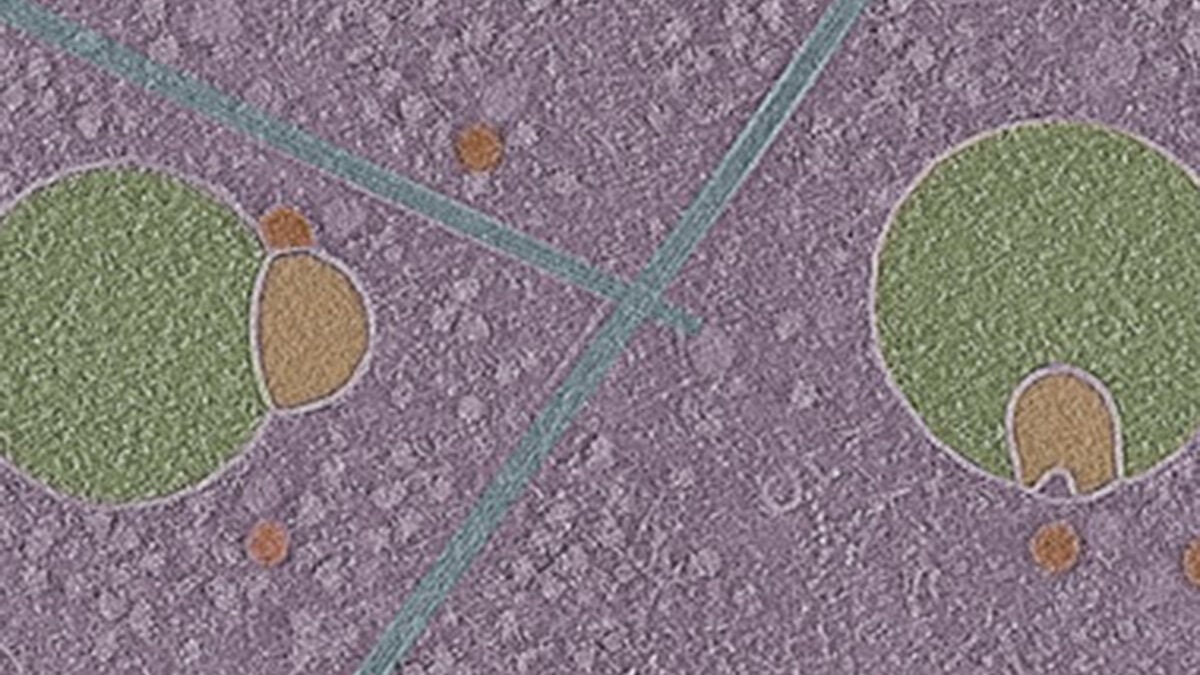 Biologists Uncover Previously Unknown Structure Hiding Inside Human Cells