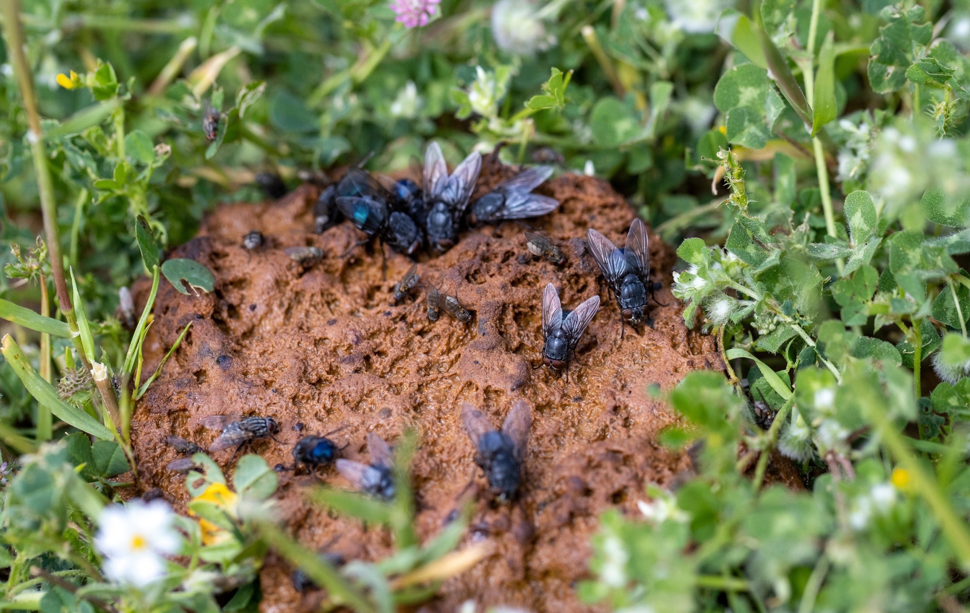 Flies on dairy farms act as hidden carriers of superbugs and zoonotic threats