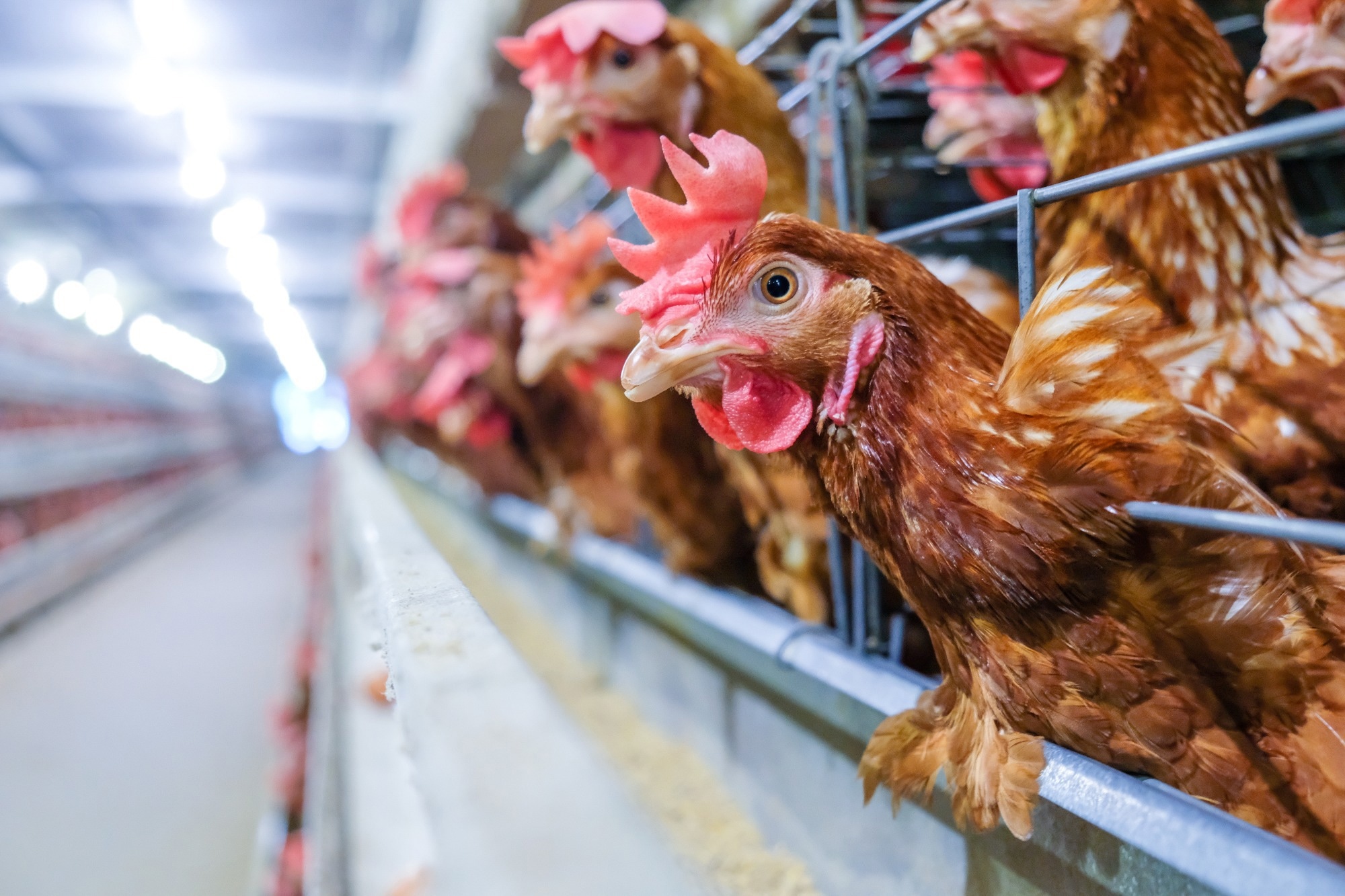 Scientists warn of rising threat as poultry disease shows signs of jumping to humans