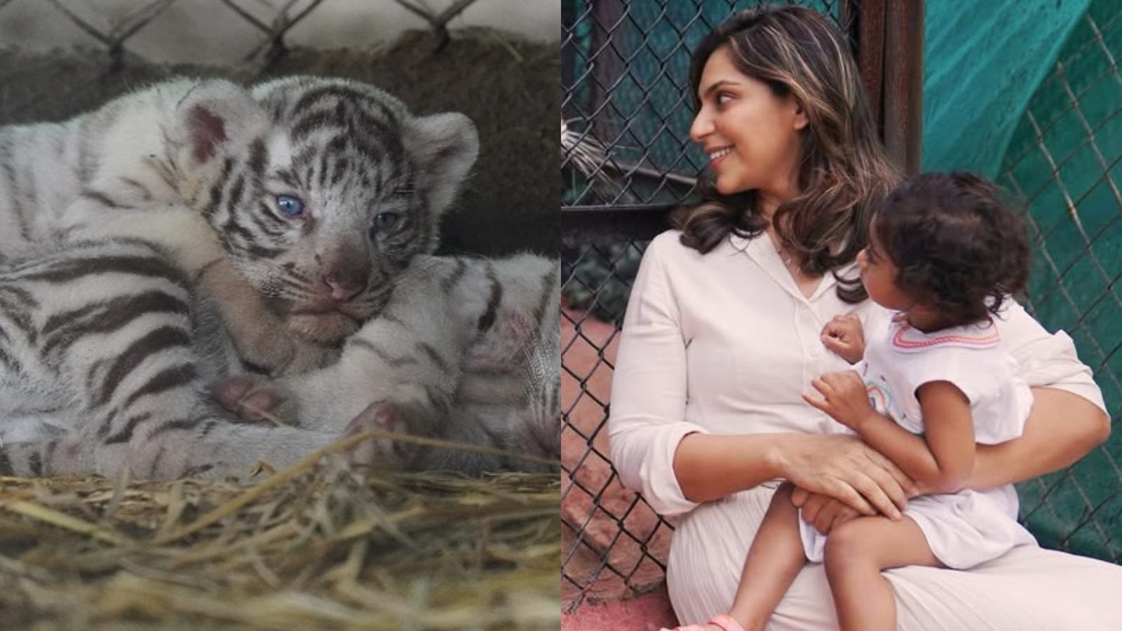 Upasana introduced the world to Clin Kara’s name and birthday twins – a baby tigress!