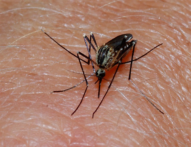 WHO certifies Suriname as malaria free after decades of efforts
