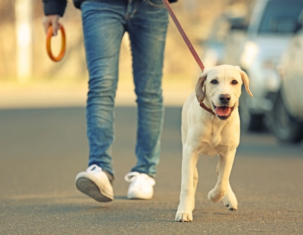 Hand and wrist injuries among dog walkers cost the UK millions