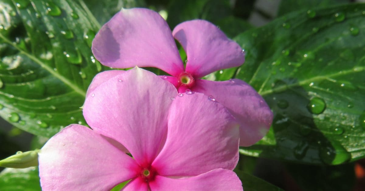 Benefits of Sadabahar flowers: सदाबहार के फूल डायबिटीज, इम्यूनिटी और त्वचा रोगों में फायदेमंद.
