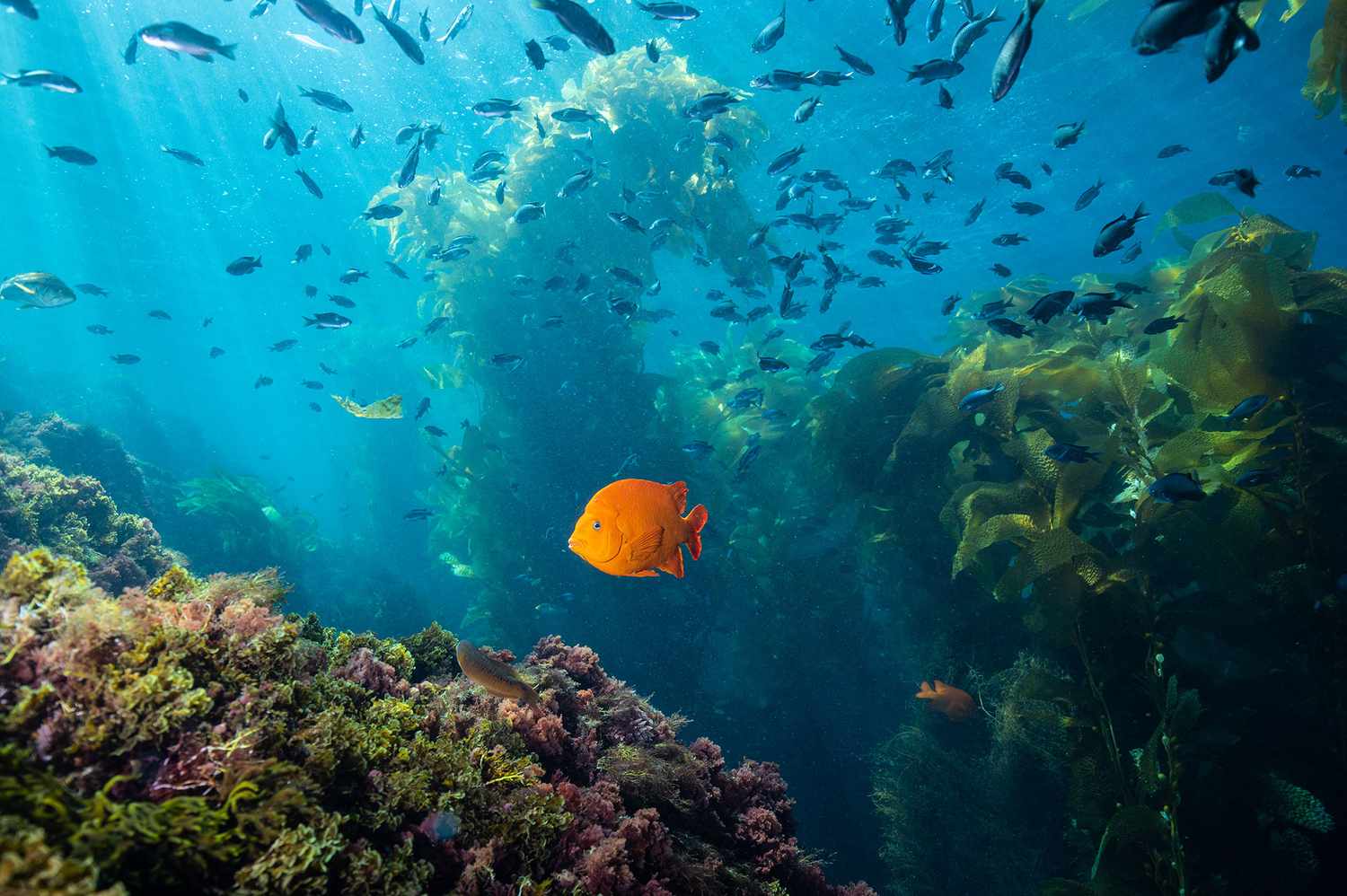 This Scuba Diving Spot Was Just Named No. 1 in the U.S.—Here’s What It’s Like
