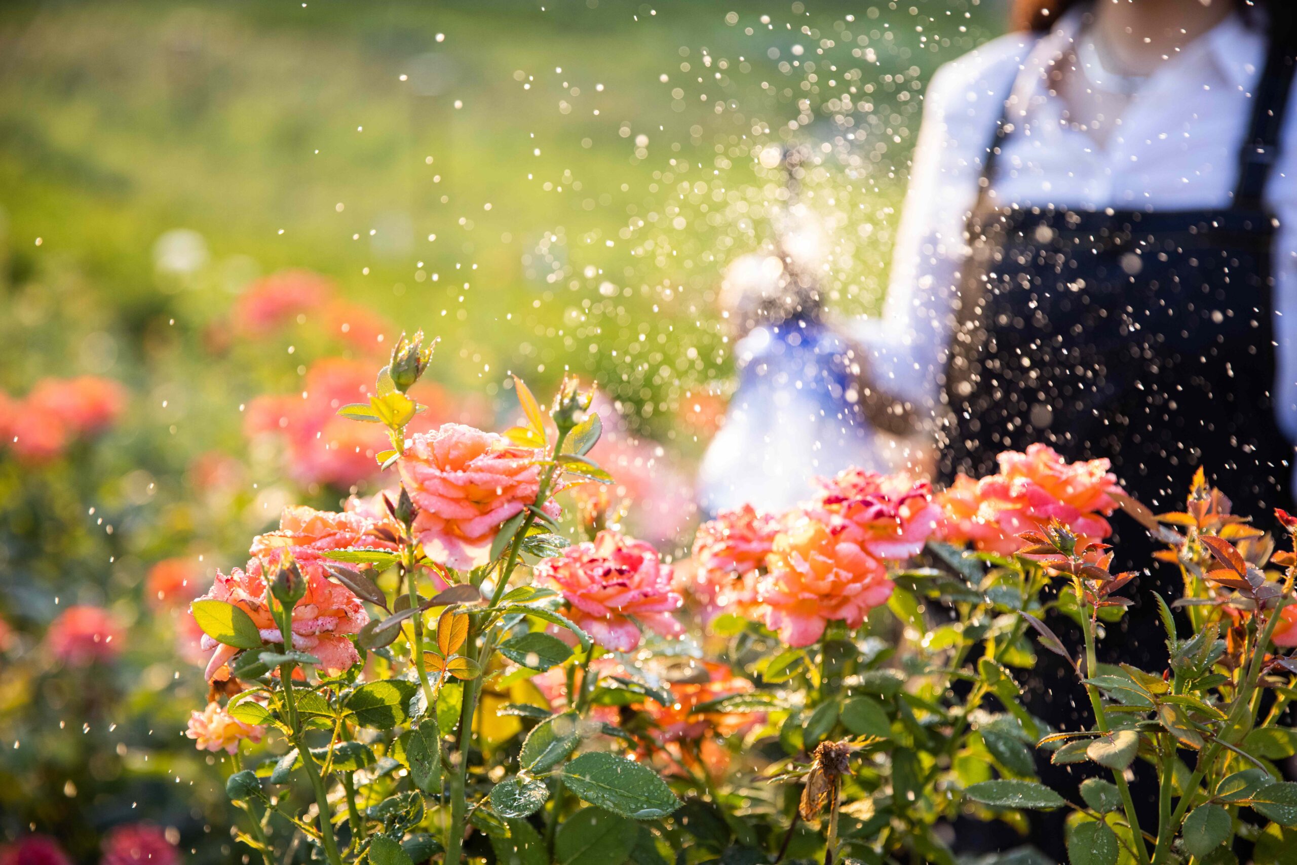 7 Gardener-Approved Ways to Use Less Water in Your Garden This Summer