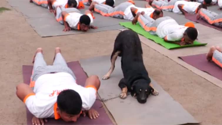 Dog Steals Show, Performs Yoga At NDRF Session Ahead Of International Yoga Day