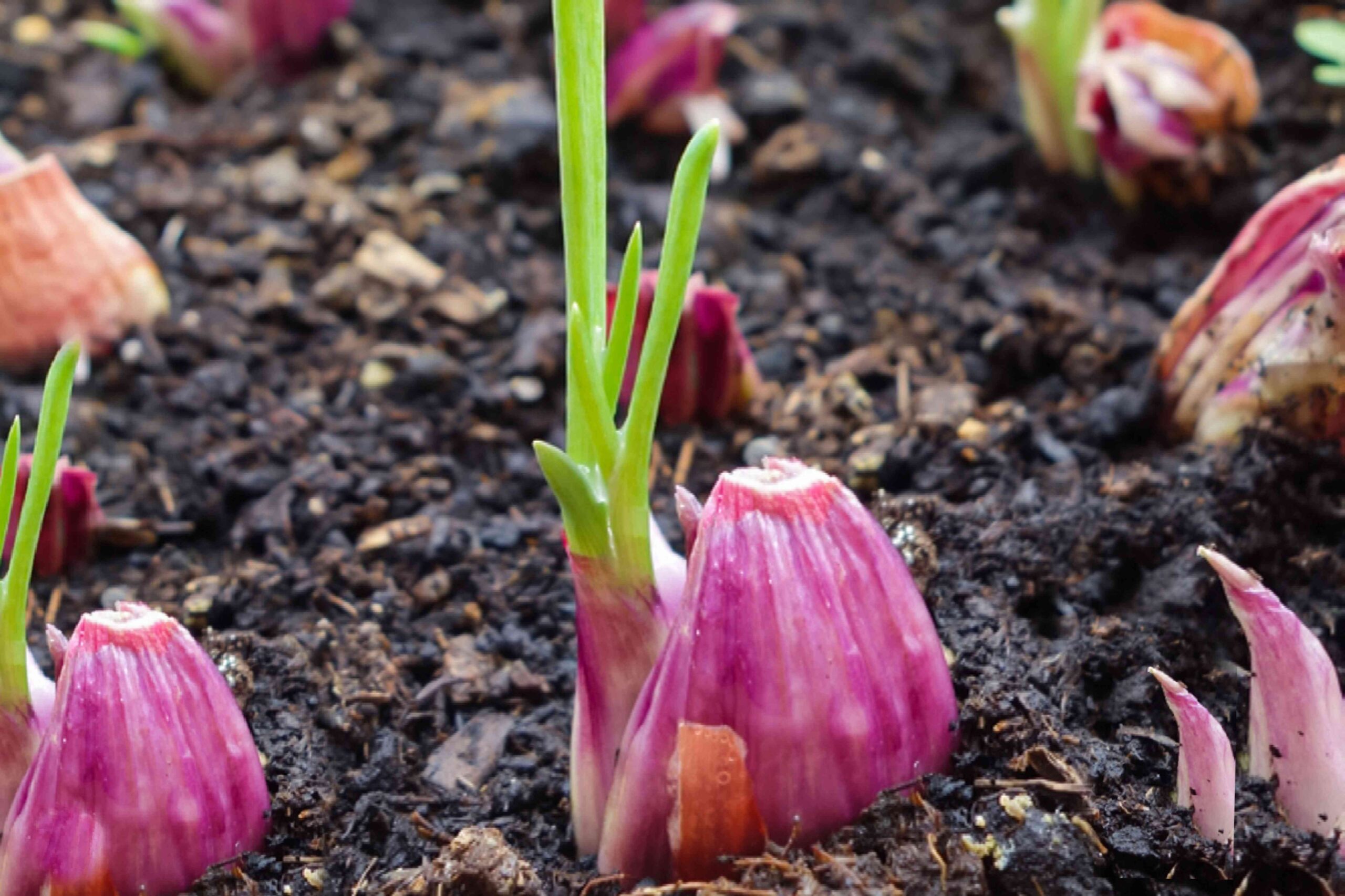How to Harvest Shallots Before They Spoil in the Ground