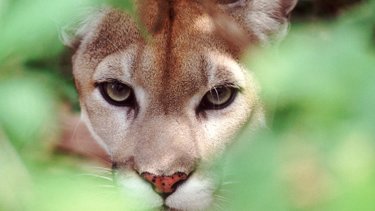 My Hiking Partner and I Split Up—and That’s When the Mountain Lion Showed Up
