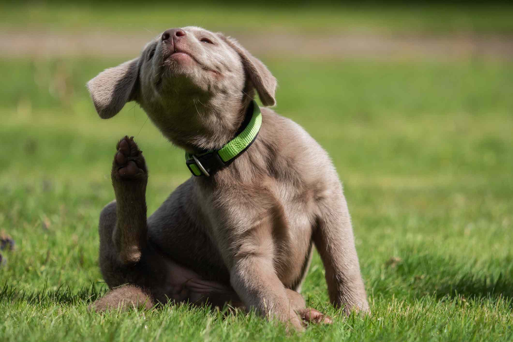 Vinegar Doesn’t Kill Fleas, But This Pest Pro Says It Can Deter Them