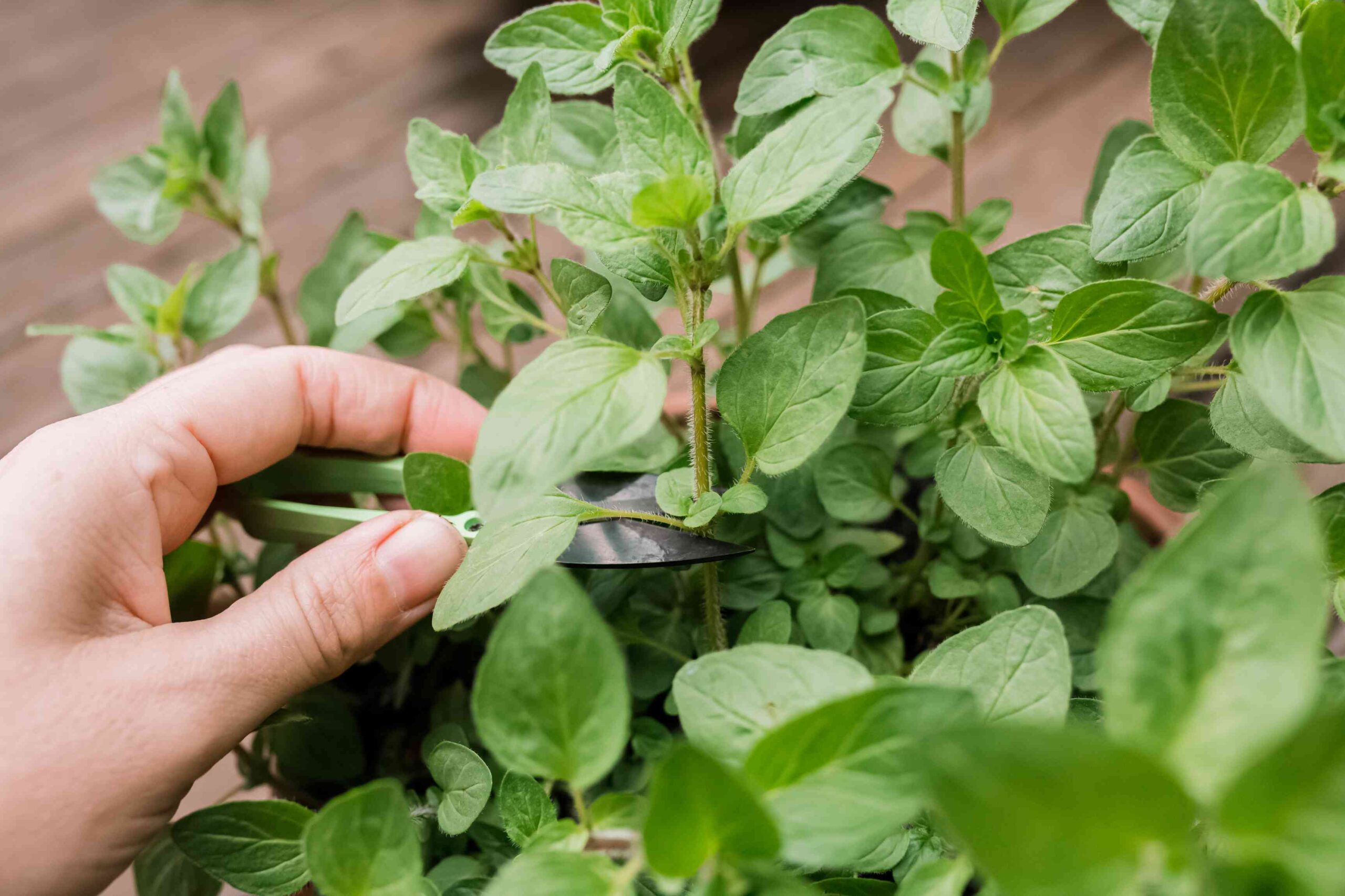 How and When to Harvest Oregano for a Steady, Flavorful Supply All Season Long