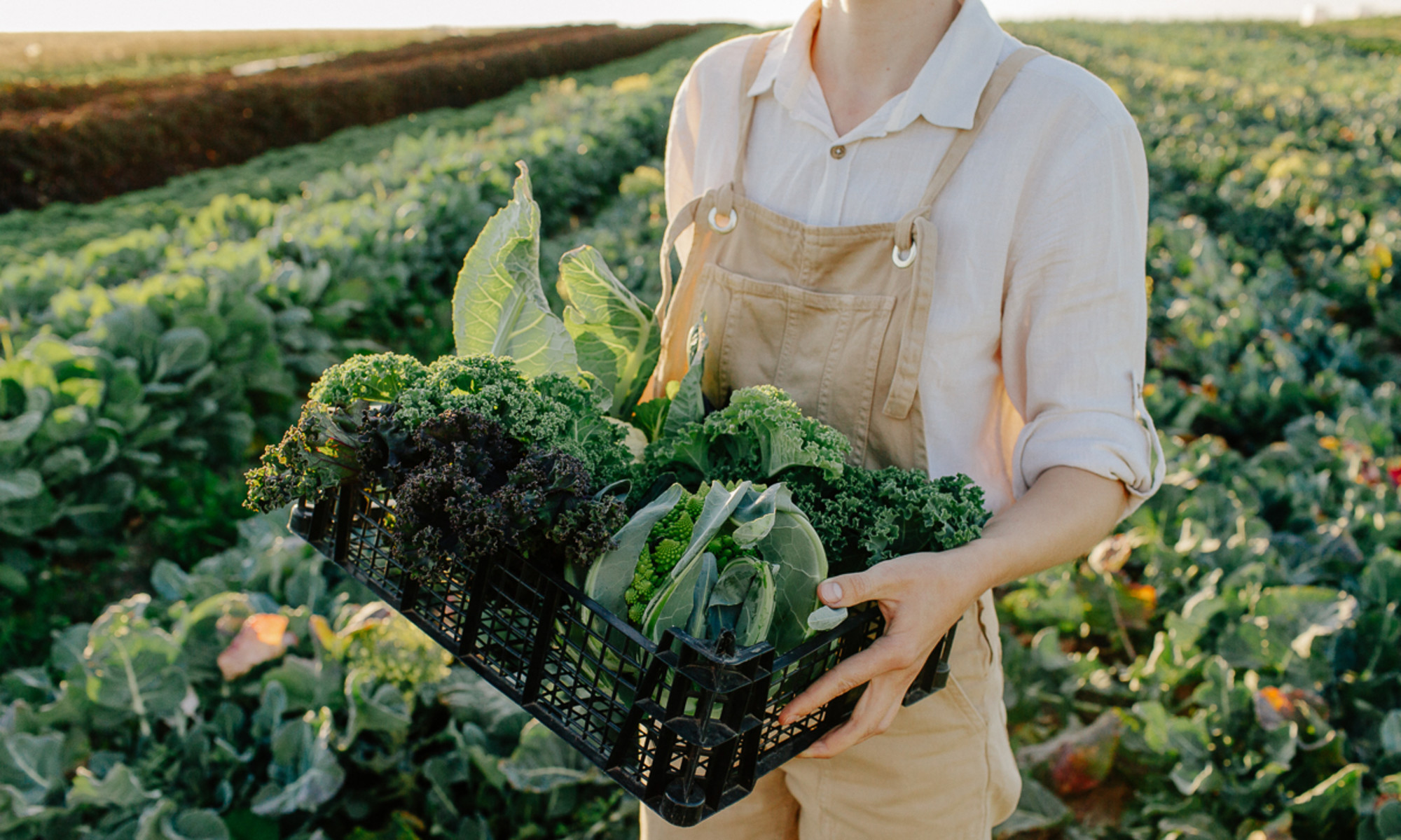 Research Suggests Pesticides May Be Linked To Parkinson’s