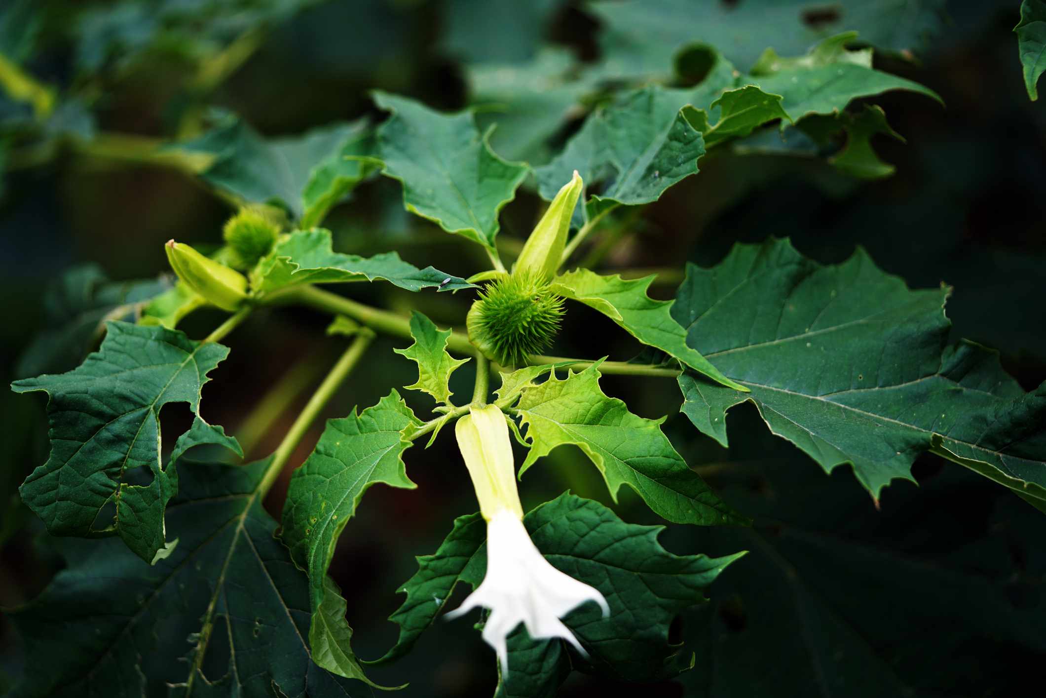 Why You Should Pull Jimsonweed Right Now Before It Spreads or Harms Pets
