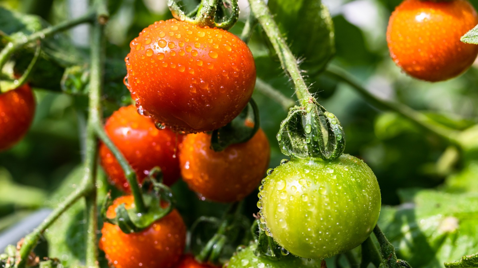 Boost Your Tomato Harvest With This Simple Baking Soda Trick