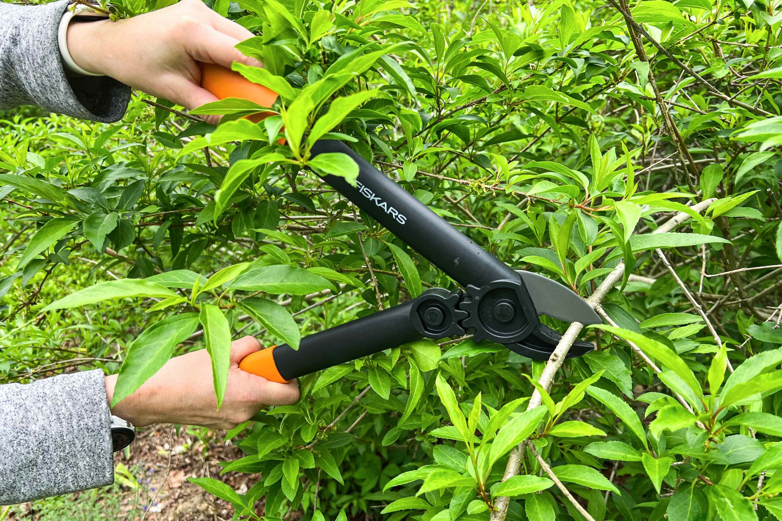 The 9 Best Tree Loppers The Spruce Has Tested