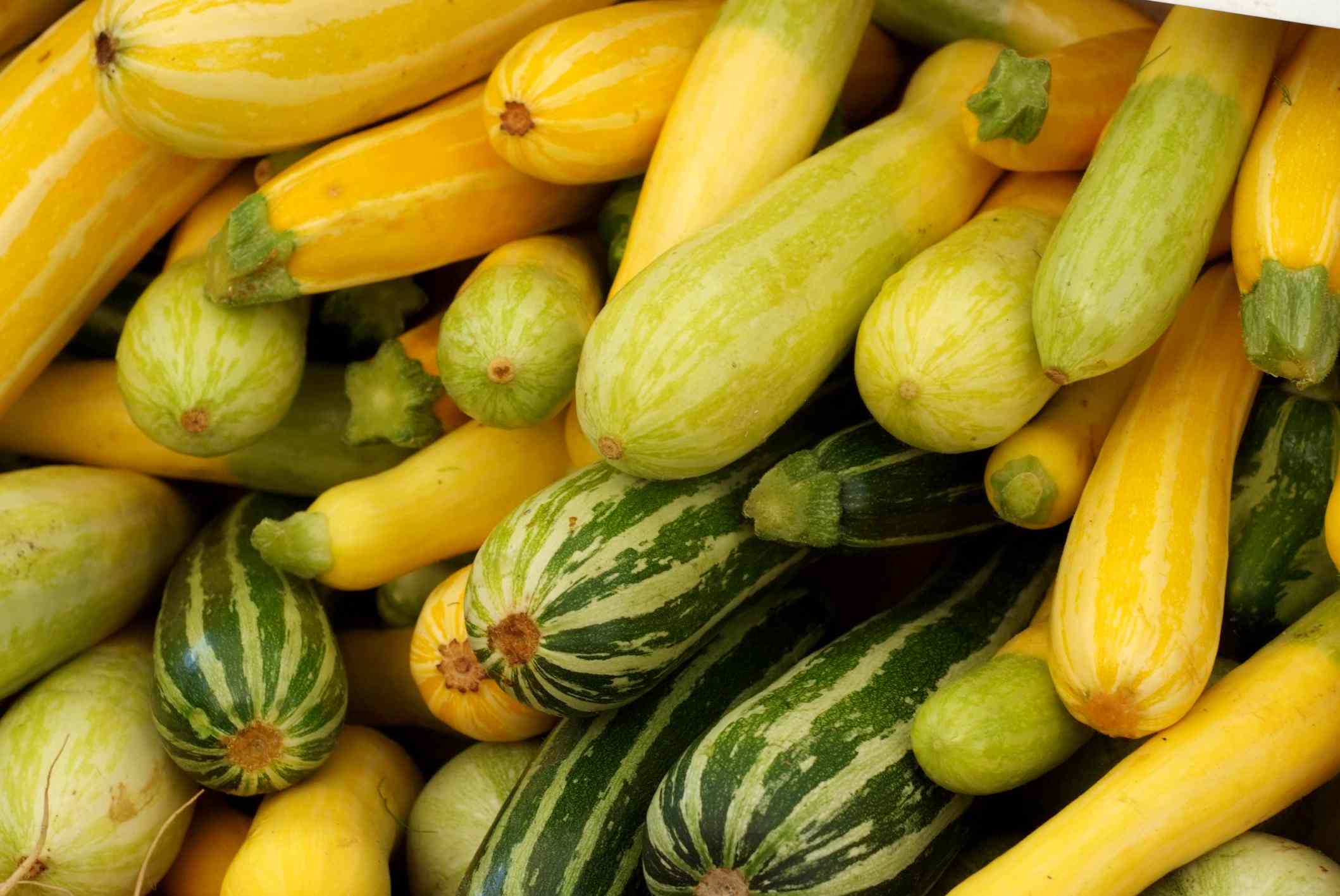 10 Summer Squash Varieties to Grow for Big Flavor and Easy Harvests