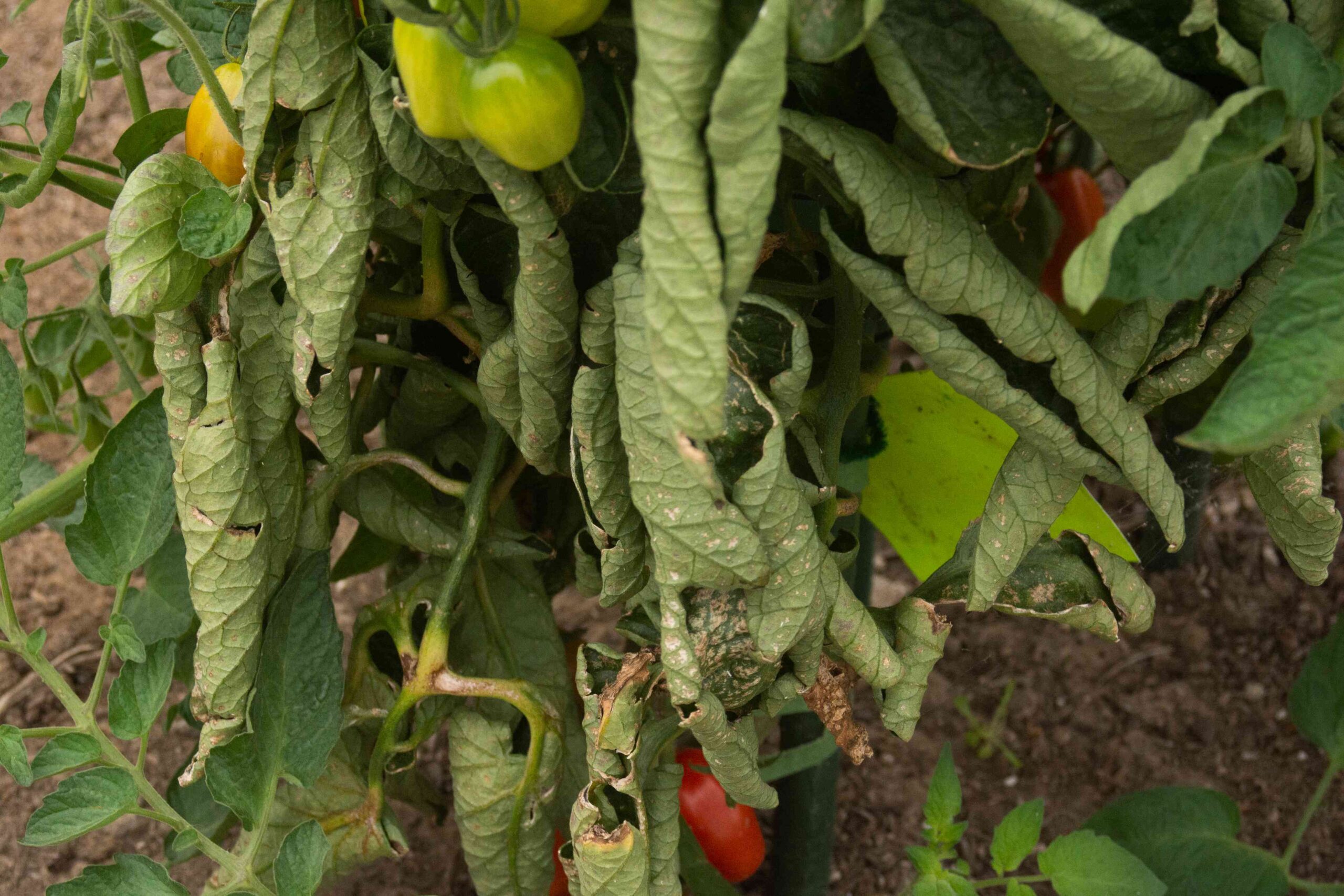5 Reasons Your Tomato Plant Is Wilting and How to Fix It